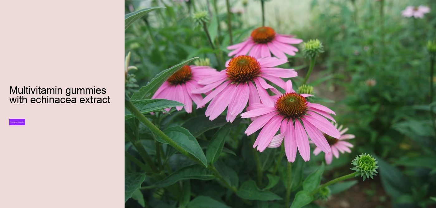 zinc echinacea gummies