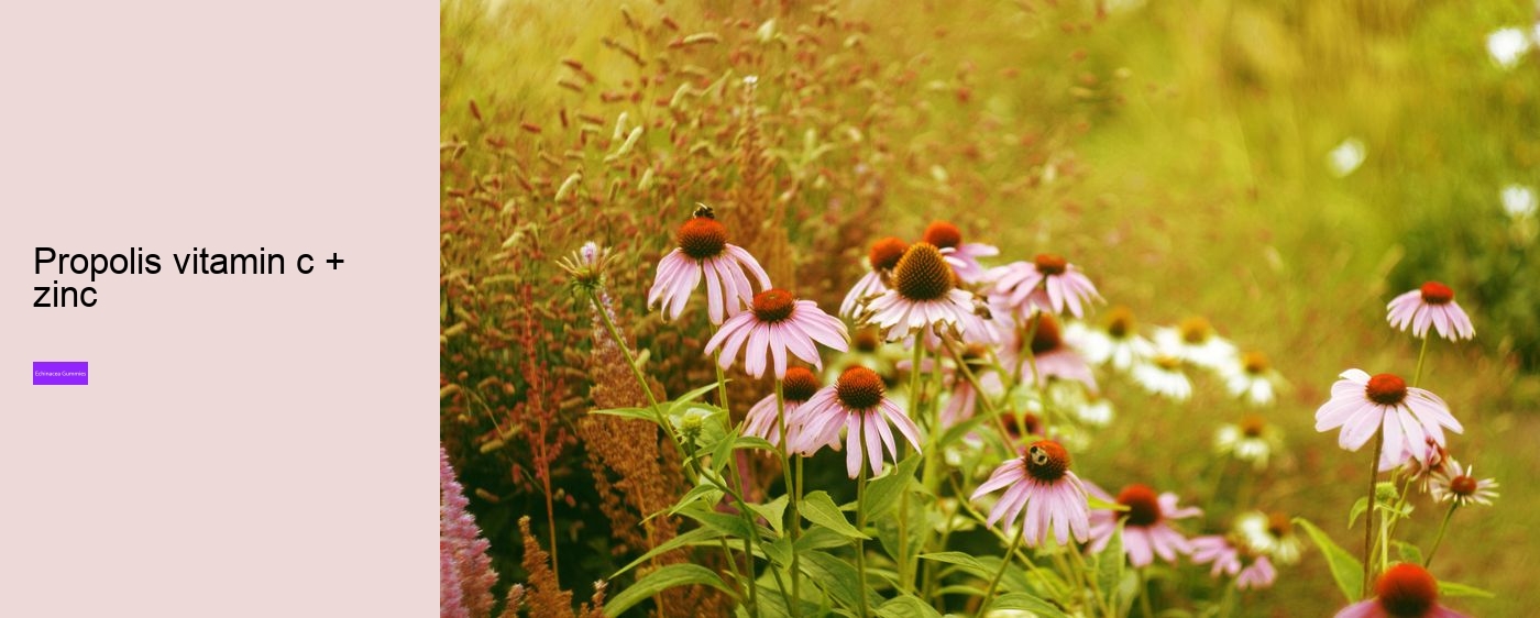 Does echinacea help with fatigue?