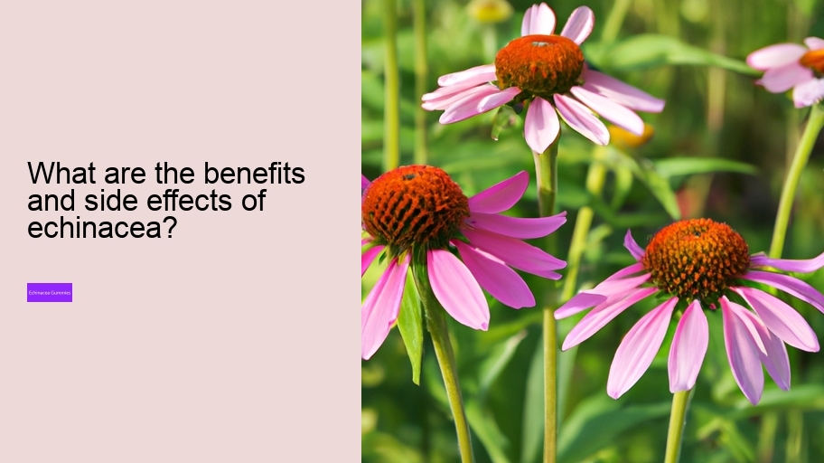 What are the benefits and side effects of echinacea?