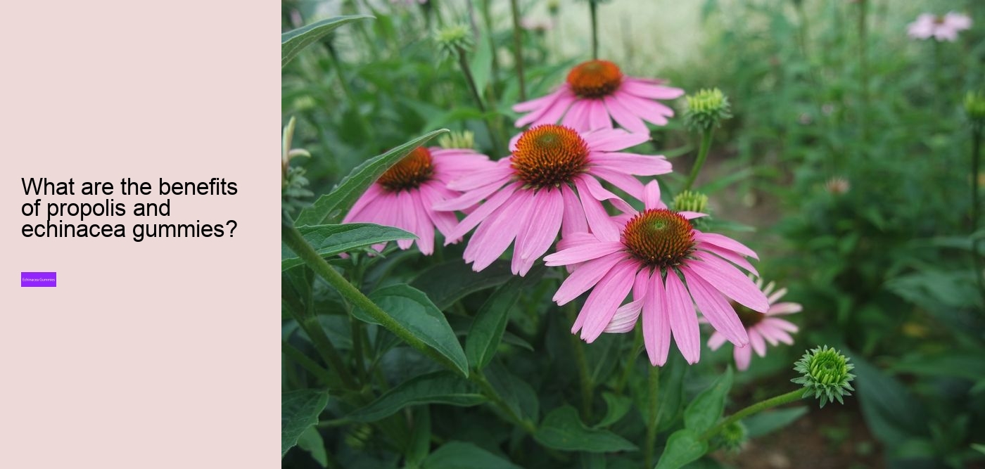 Is echinacea good for your gut?