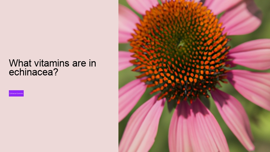 What vitamins are in echinacea?