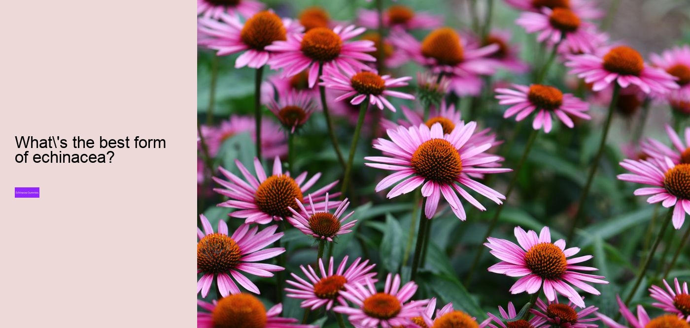 Is it worth taking echinacea?