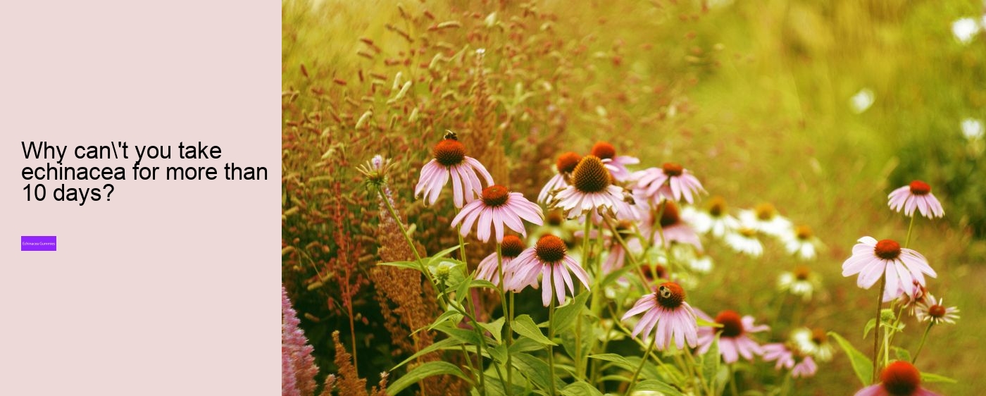 Is echinacea safe for heart?