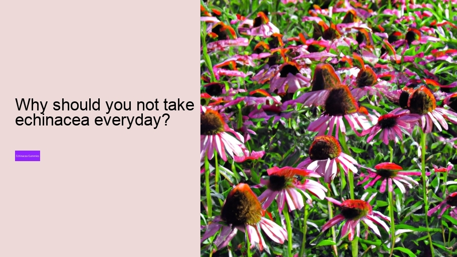 Why should you not take echinacea everyday?